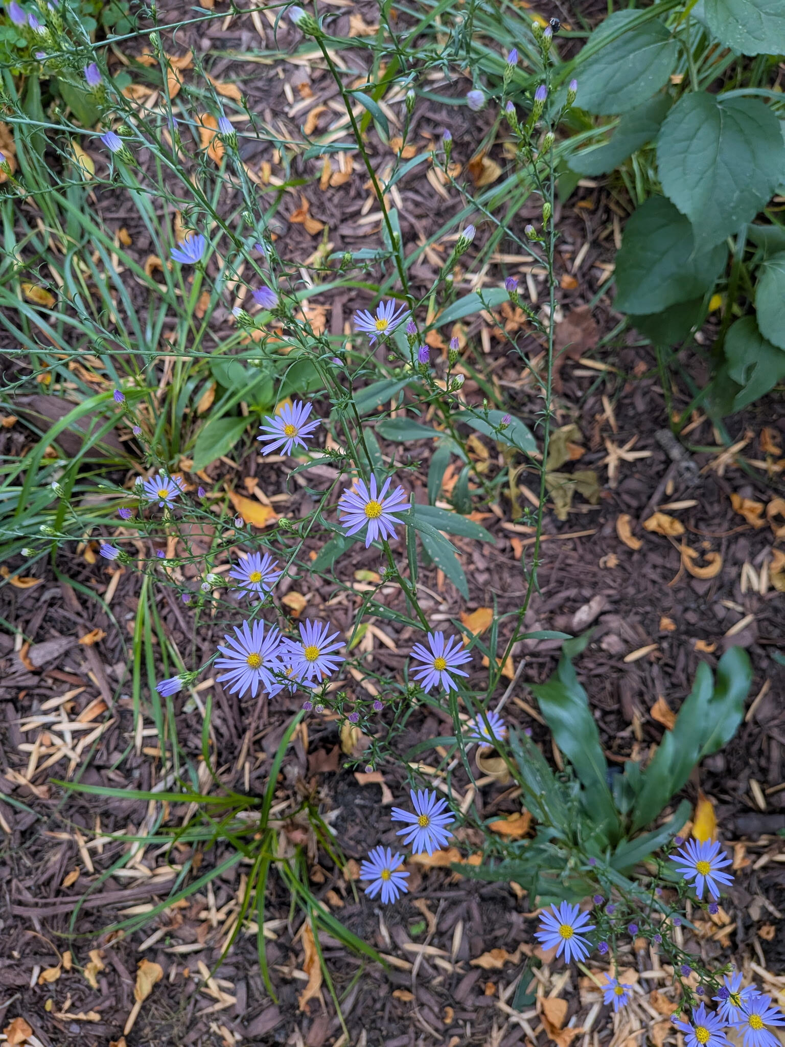110 day post-planting smooth blue aster day progress photo